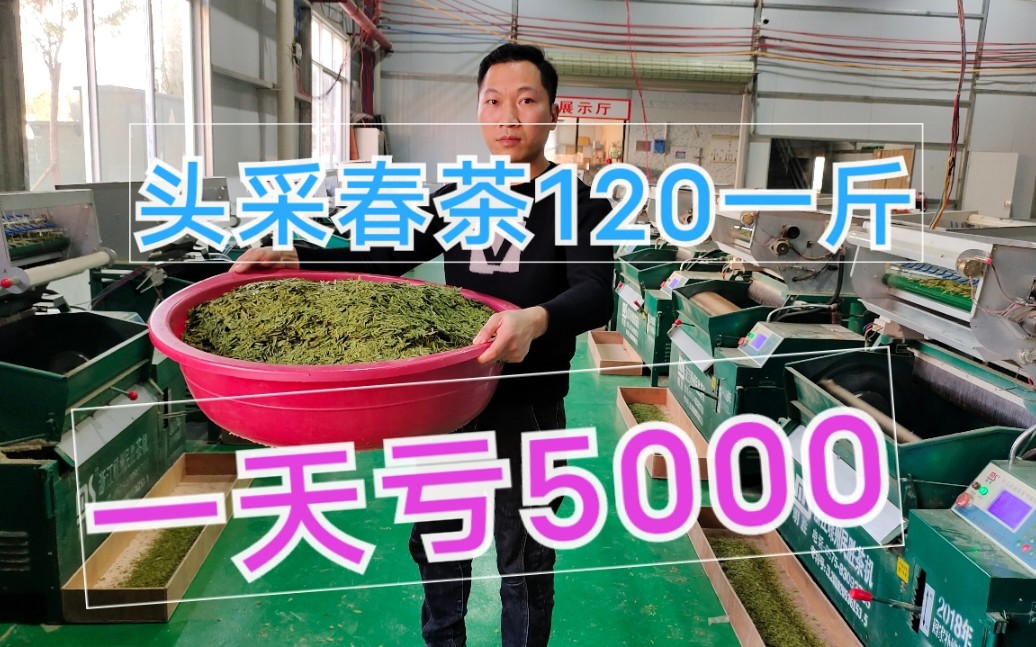 [图]头采春茶120一斤，细节控制不好，茶厂一天亏5000，头都大了