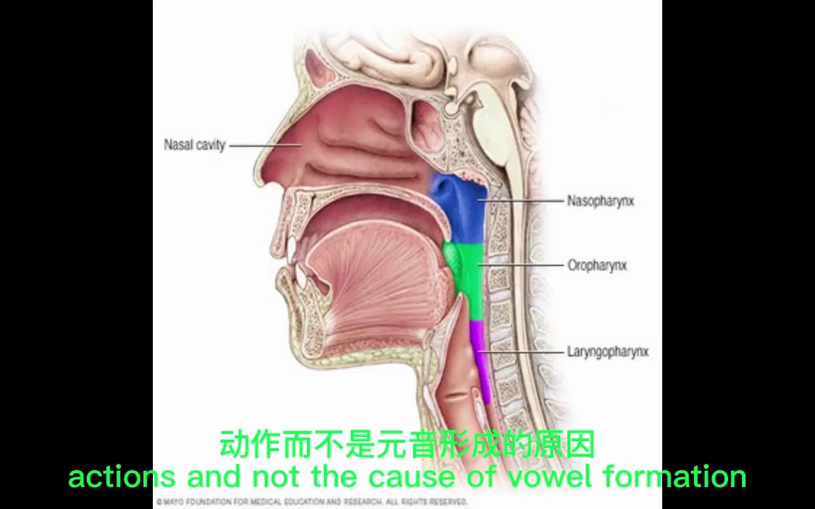 声乐中的元音从哪儿发出?如何更好地发出“元音”?哔哩哔哩bilibili