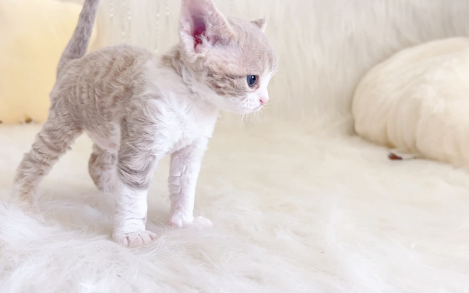 德文卷毛猫:淡紫色弟弟(cfa只有淡紫没有丁香色)自带王者风范,又卷又