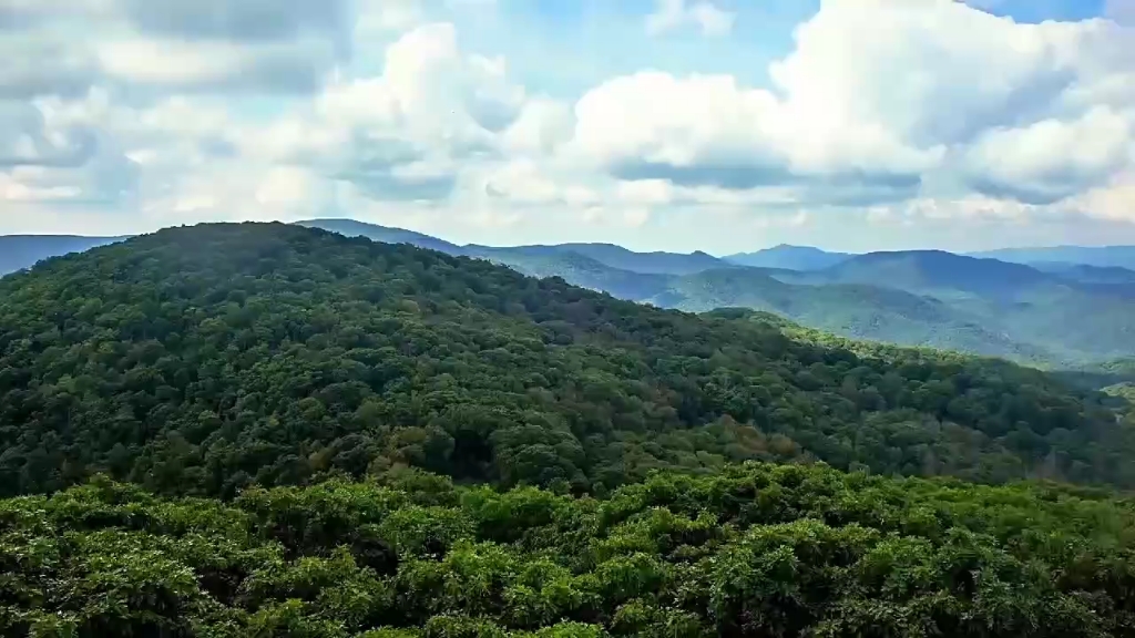 [图]本草天麻