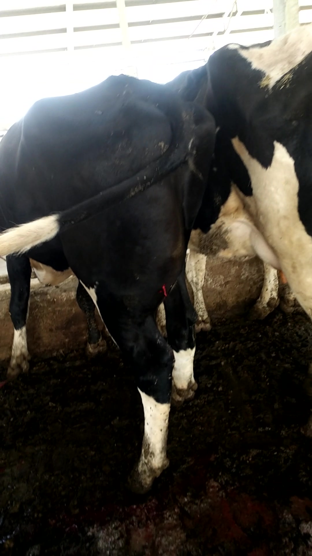 重口慎入,给奶牛排脓