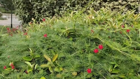 茑萝牵牛花开 哔哩哔哩 つロ干杯 Bilibili
