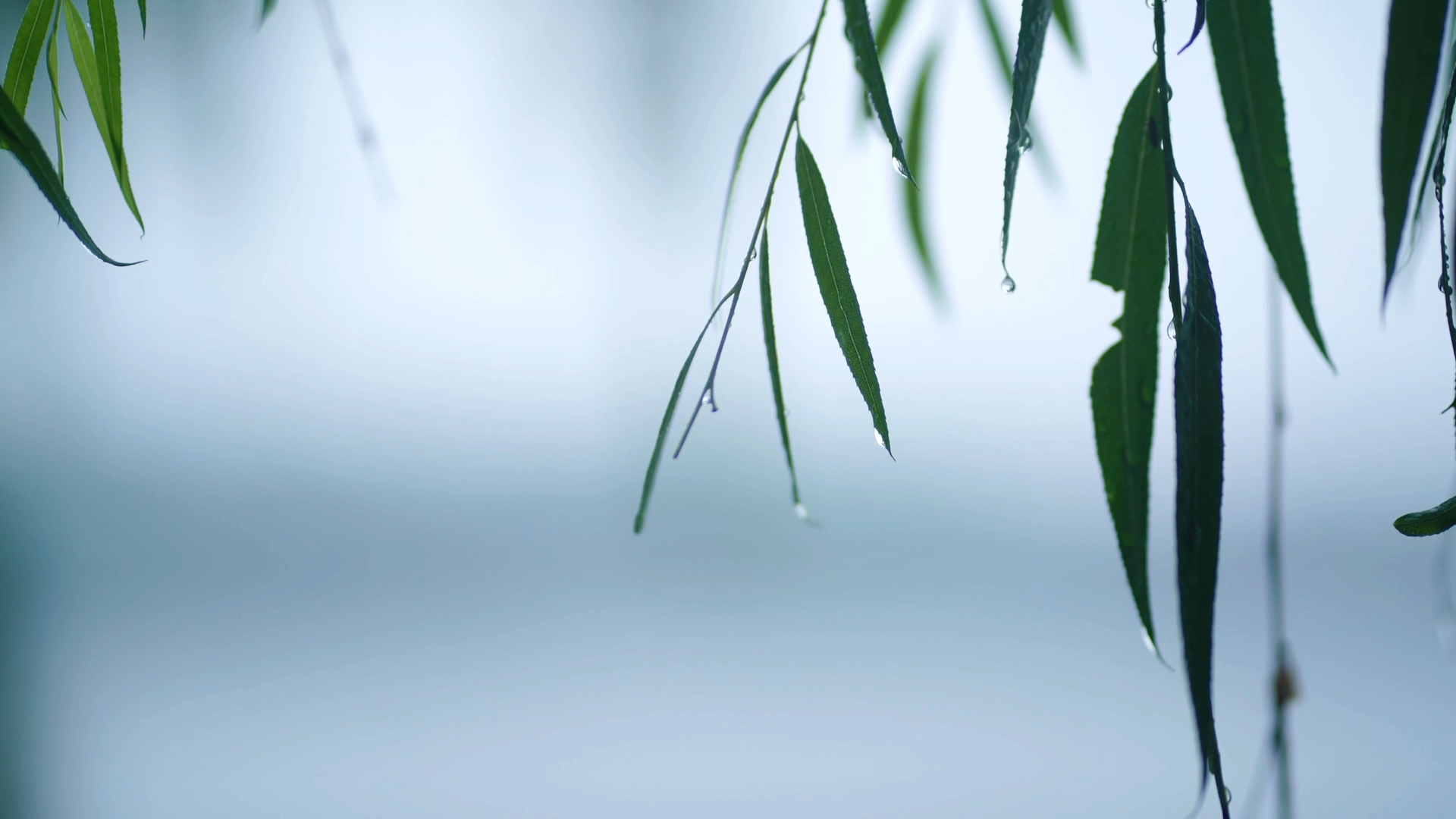 朦胧小雨图片