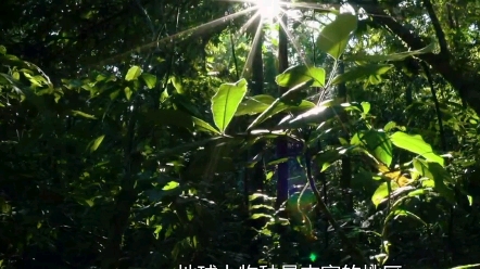 带来领略地球之肺亚马逊热带雨林的无上风光哔哩哔哩bilibili