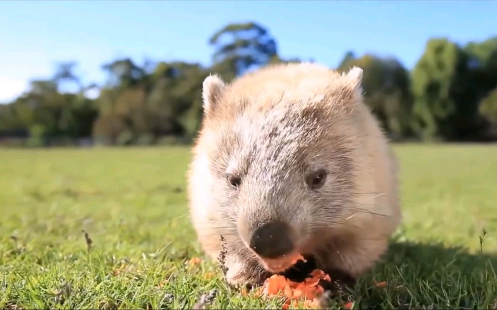 澳洲 wombats (袋熊)