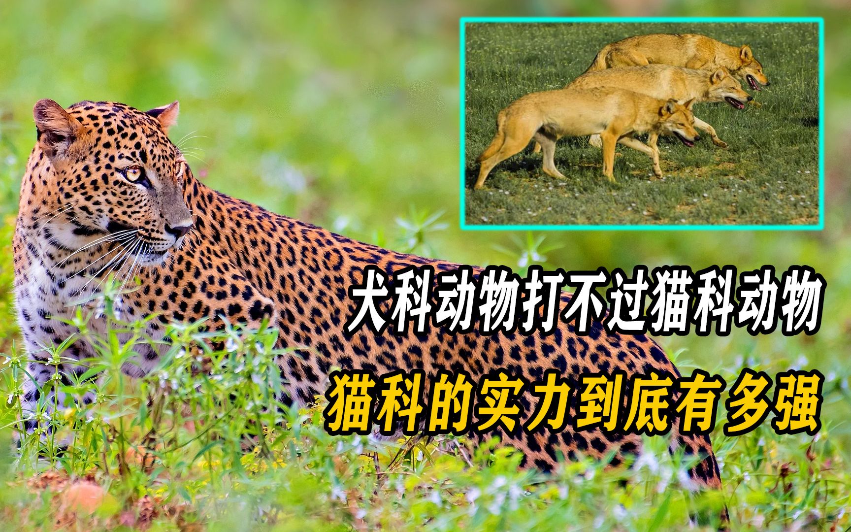 猫科动物能称霸动物界,而犬科却不行,猫科的实力到底有多强?