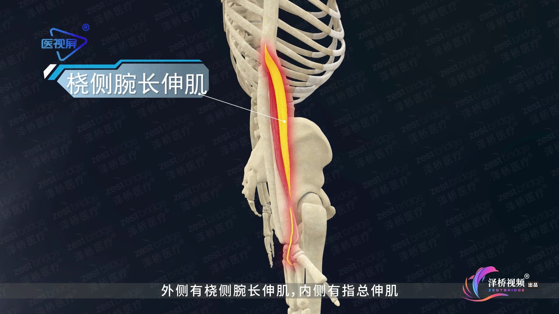 桡侧腕伸肌起止点图图片