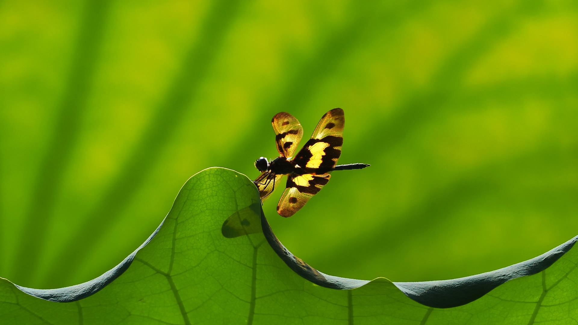 荷叶上的舞者:斑丽翅蜻的优雅时刻