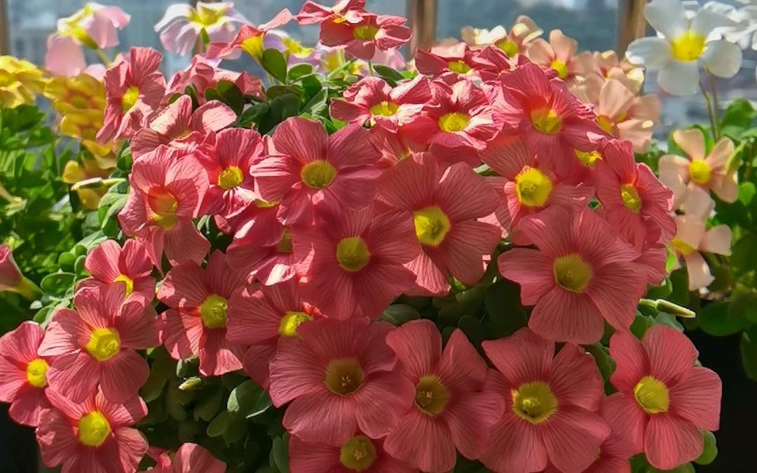 酢浆草谷神星鲑鱼红