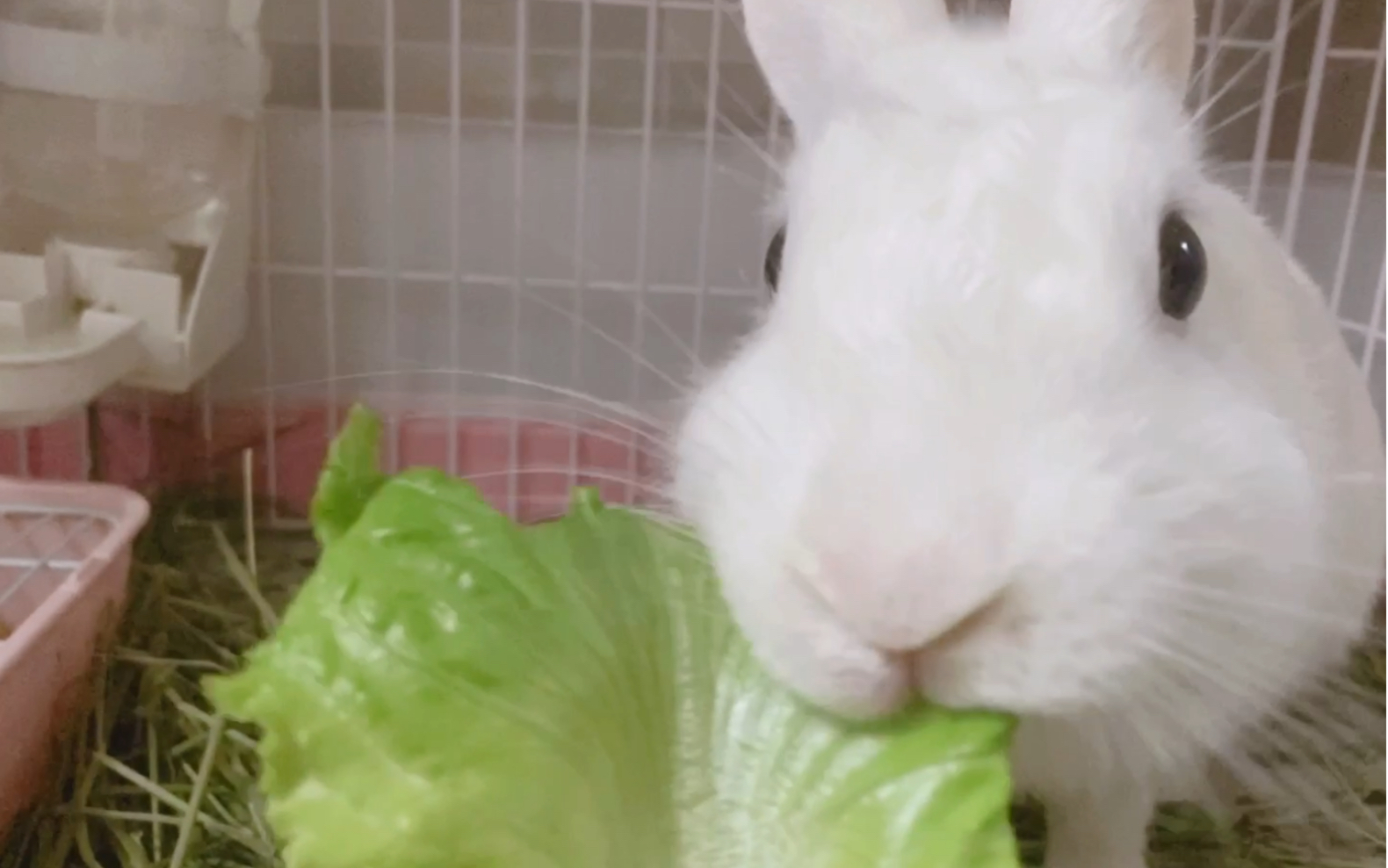 吃菜少兔_哔哩哔哩 (゜-゜)つロ 干杯~-bilibili