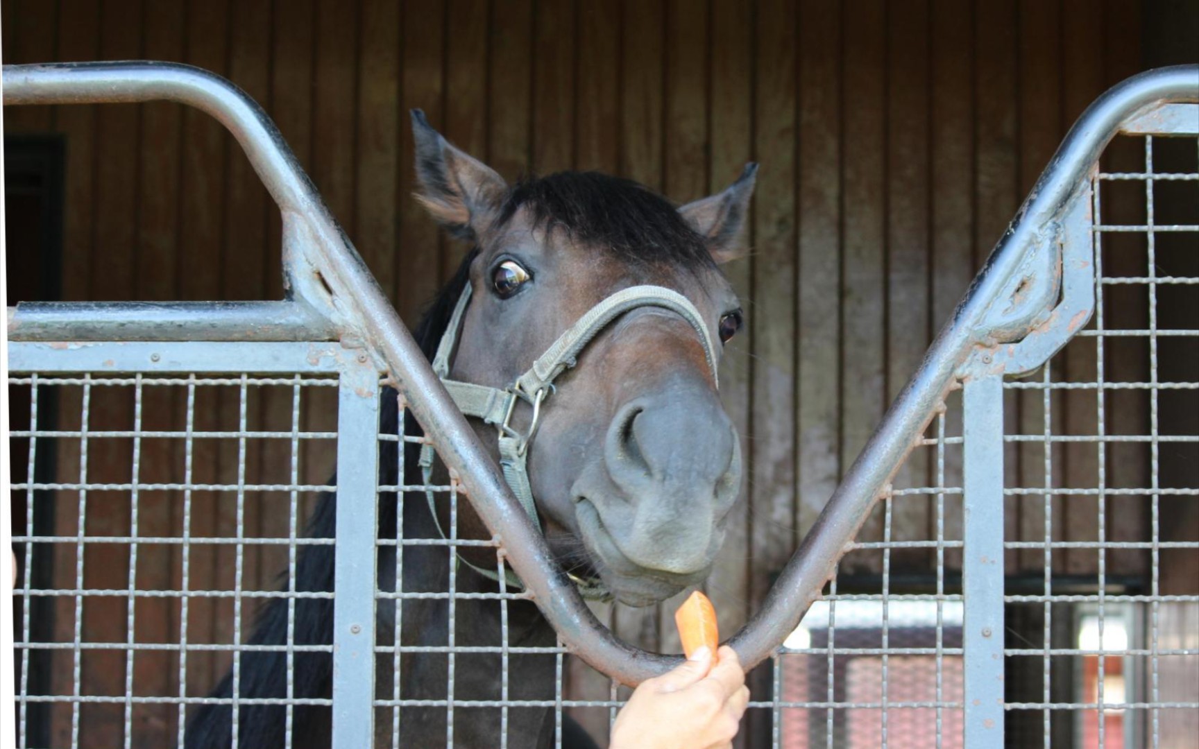 2015年宝塚纪念(黄金船高抬腿)冠军夺主ラブリーデイ的一些照片