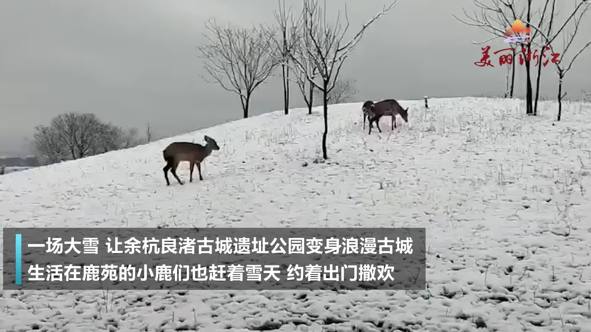 [图]良渚小鹿雪地撒欢，为人们送来新年的“福禄寿喜”