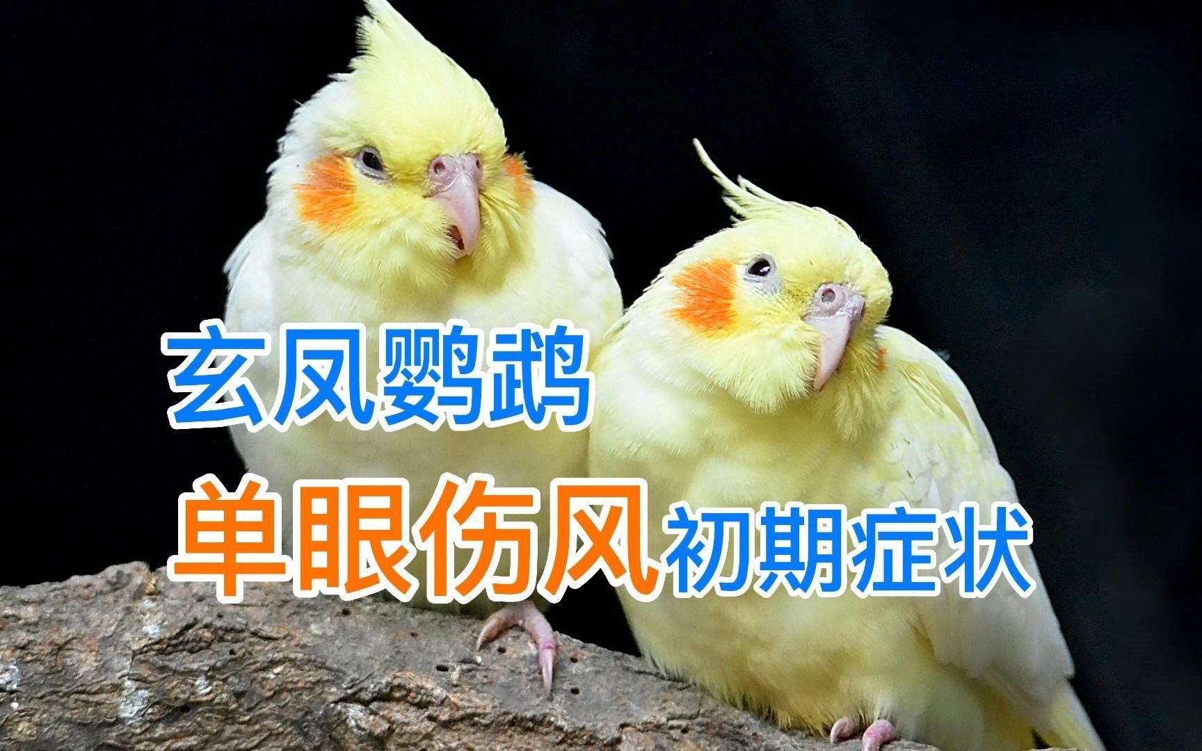 玄凤鹦鹉单眼伤风初期症状