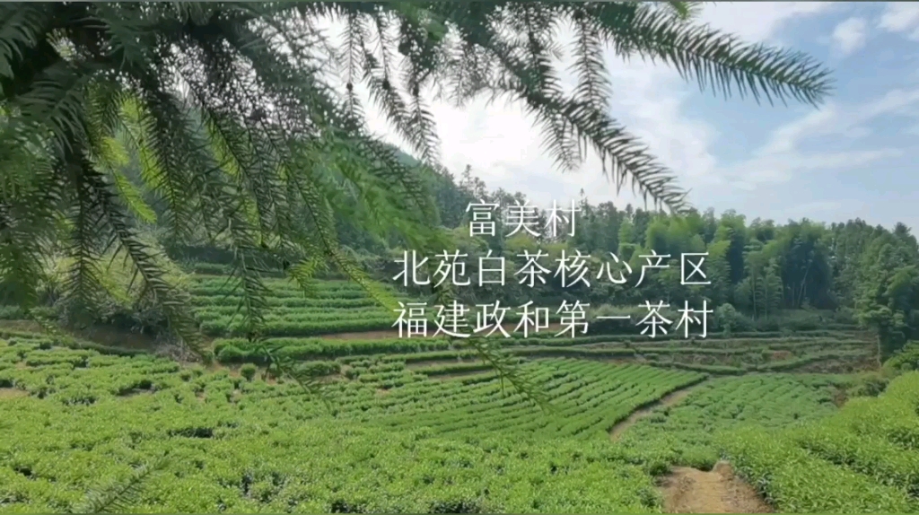 北苑白茶核心产区|福建政和白茶第一茶村◎富美村