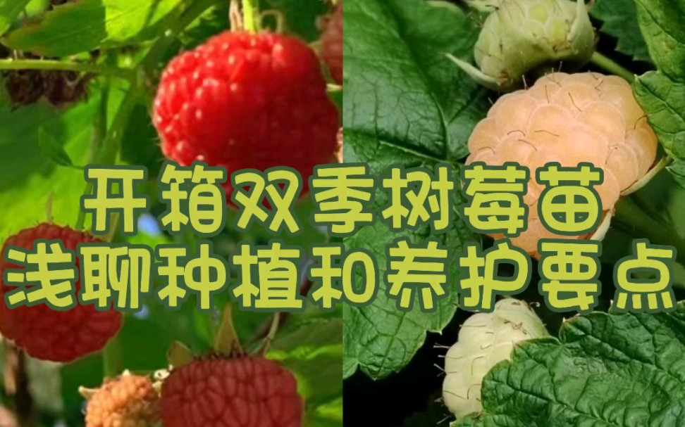 雙季樹莓開箱和種植養護要點分享