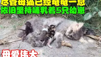尽管母猫已经奄奄一息，依旧坚持哺乳着5只幼崽，母爱伟大！