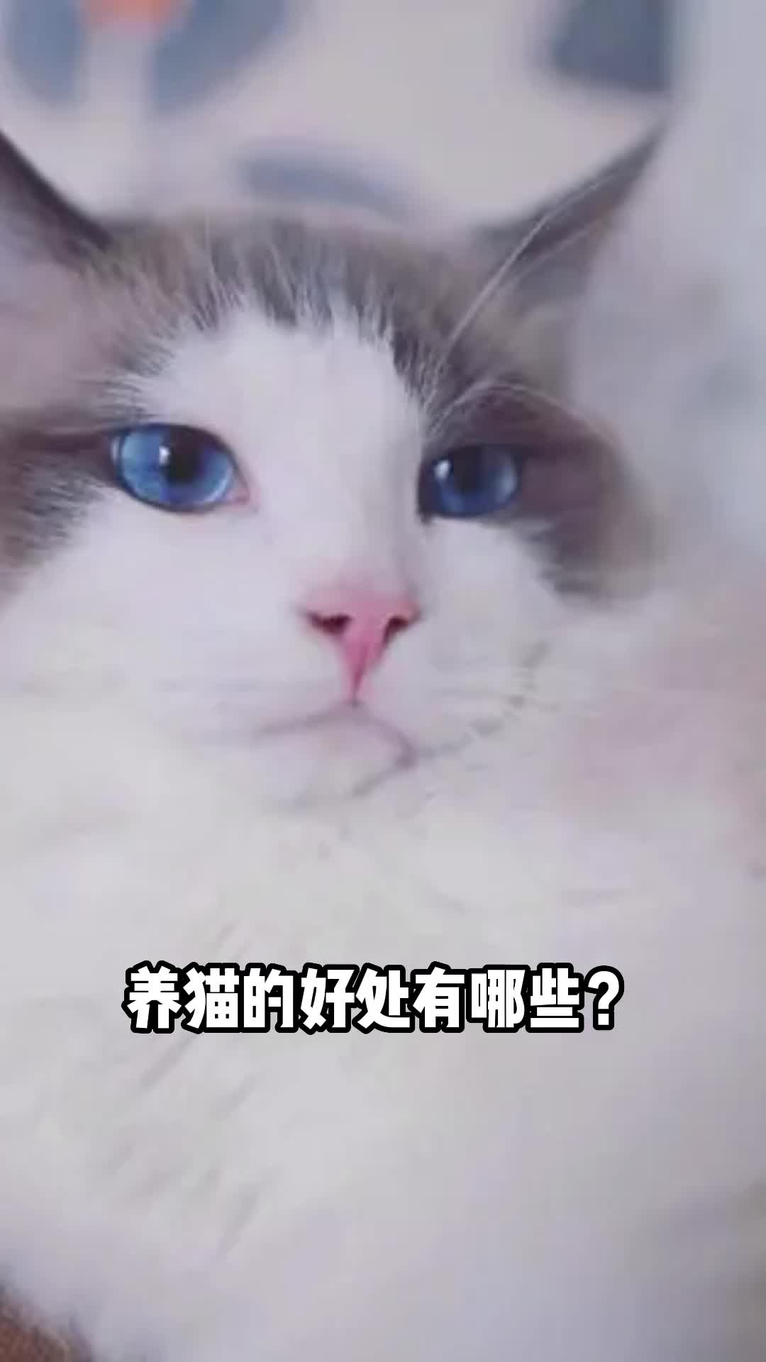 养猫有哪些好处?哔哩哔哩bilibili