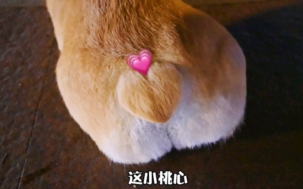 活动作品柯基的小屁股竟然是爱心形状太可爱了吧