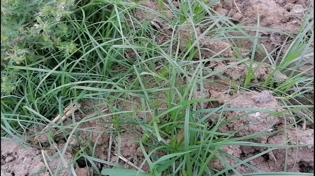 索索草有一段凄美的传说,它还是舒肝理气,调经止痛的良药!