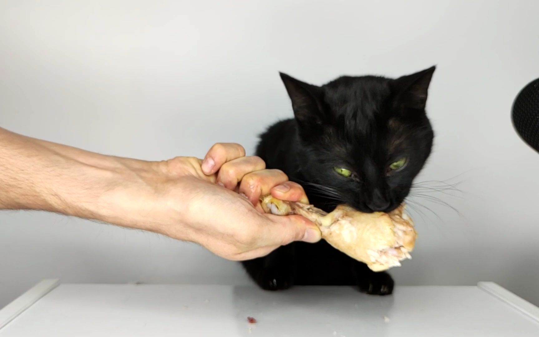 倒放黑猫吃鸡腿