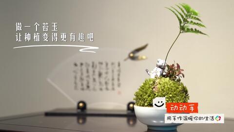 苔玉 做一个苔玉 让种植变得更有趣 哔哩哔哩 Bilibili 苔玉 做一个苔玉 让种植变得更有趣 哔哩哔哩 Bilibili