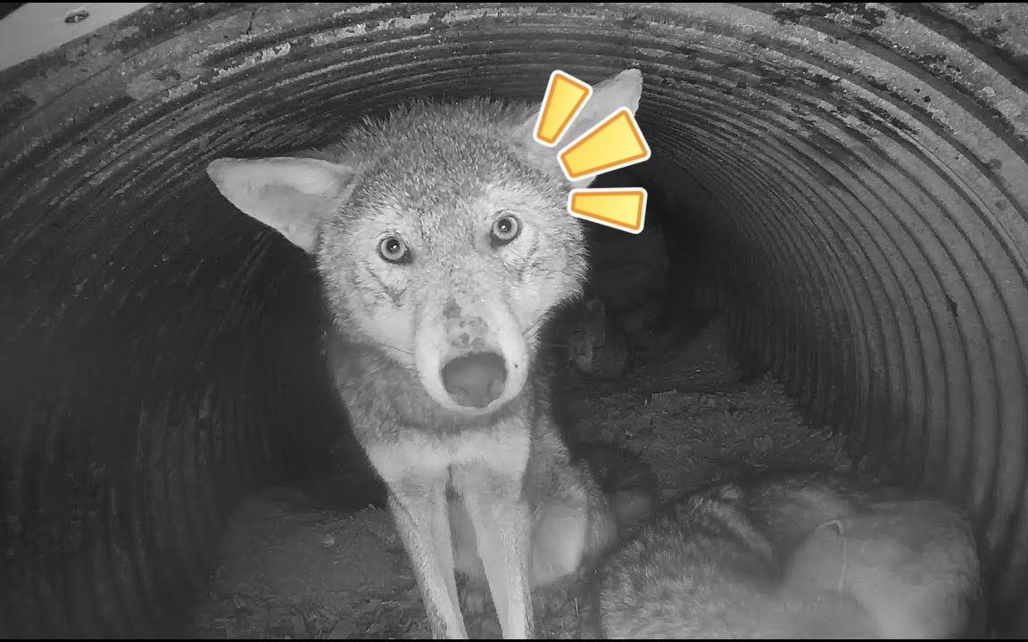 好奇又可爱的小红狼