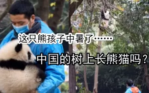 Télécharger la video: YouTube熊孩子中暑了！外国网友看【熊猫从树上跌落】被奶爸徒手接住：中国树上长熊猫？辛苦饲养员徒手接这淘气鬼了……