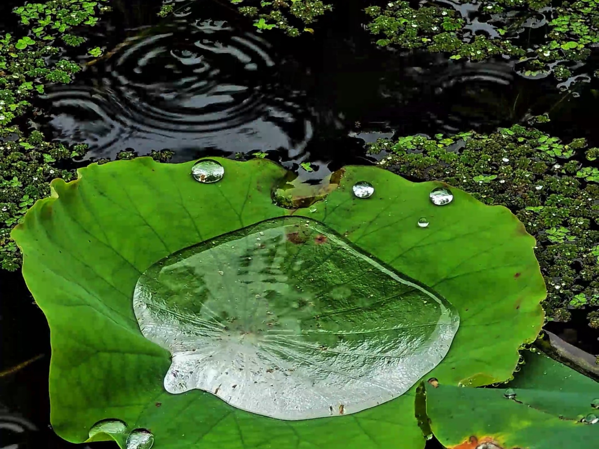 手机摄录:下雨天荷叶上晶莹剔透的雨水雨滴