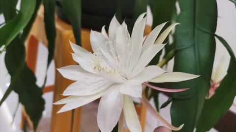 跟着狐主任一起买的小叶昙花 真的太好看了 还在犹豫的朋友快冲啊 哔哩哔哩 Bilibili