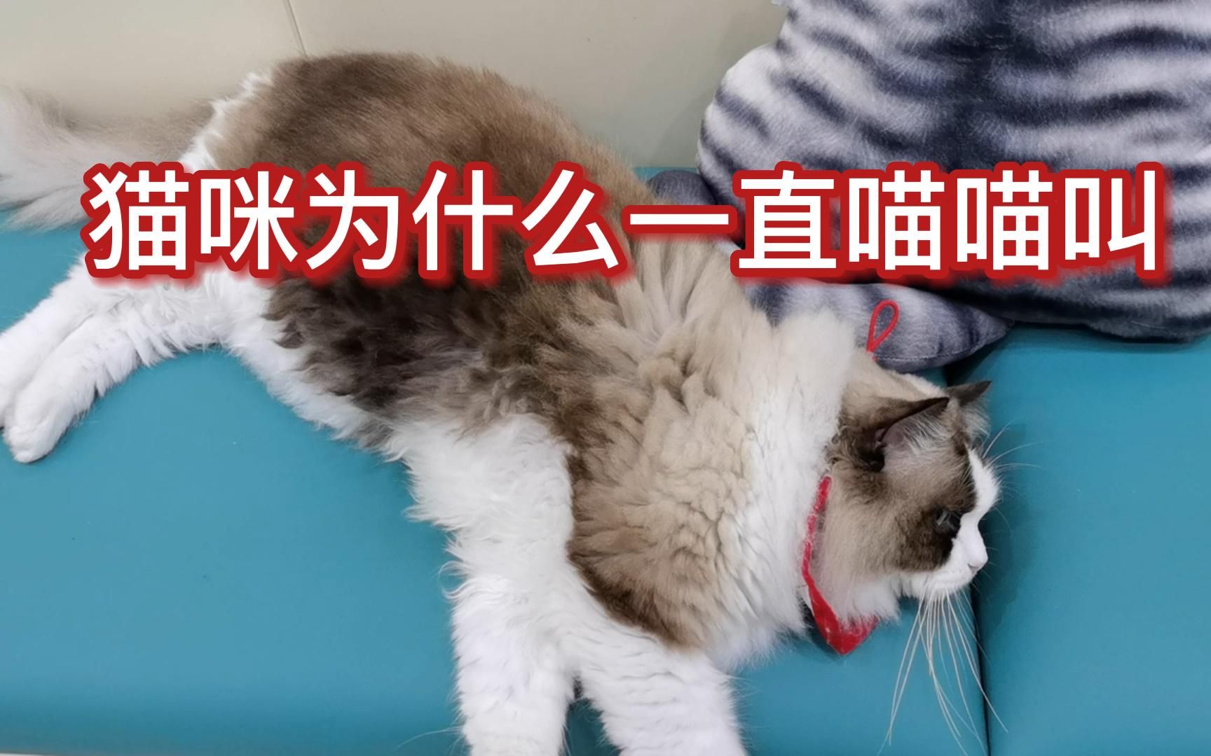 猫咪为什么一直喵喵叫?可能是以下五个原因哔哩哔哩bilibili