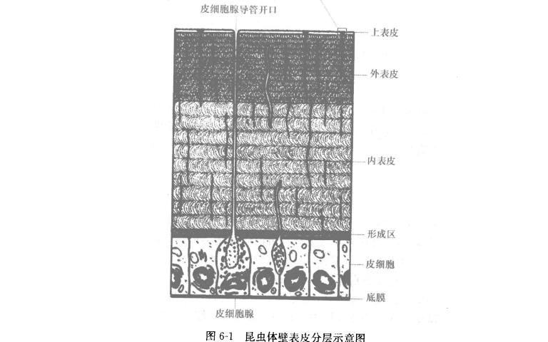 【普通昆虫学】12:体壁结构与功能、表皮的化学成分哔哩哔哩bilibili