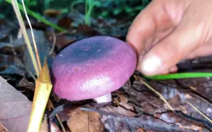 Video herunterladen: 今天下雨，来一期沉浸式捡菌子，大家认识几种？