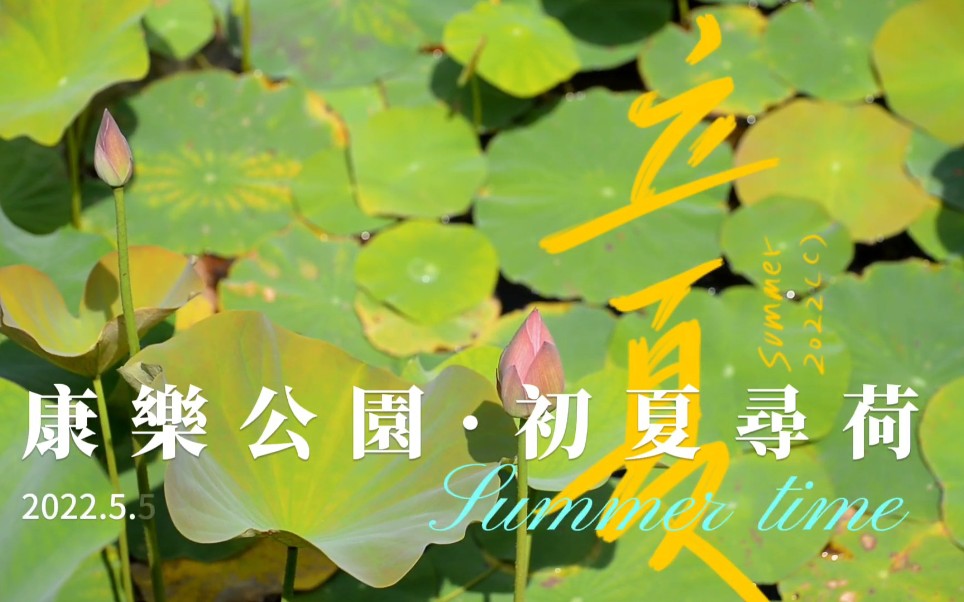 [图]康乐公园 -立夏寻荷 #荷花 #水石松 #鼻烟合树 #野鸢尾