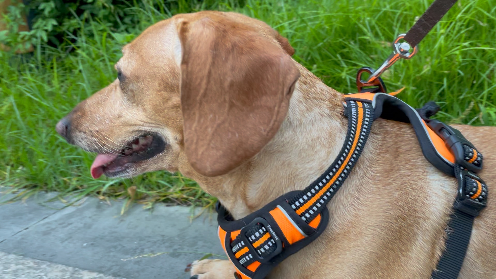 【腊肠犬花生】走累了一屁股坐下耍赖