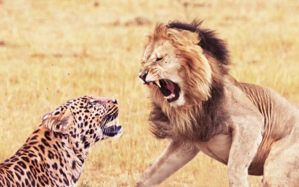 豹子捕猎快,狮子捕猎狠