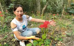 Скачать видео: 农村这种石蒜开出花真漂亮，却没人愿意挖回家种，知道为什么吗？