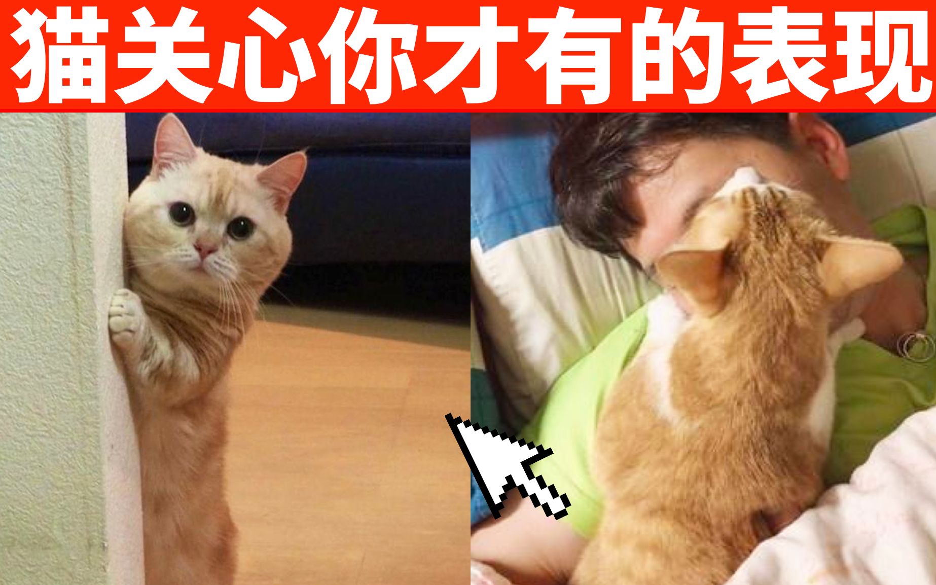 [图]猫咪关心你才有这6种表现，养猫的你都知道吗？ 【初识猫咪EP34】