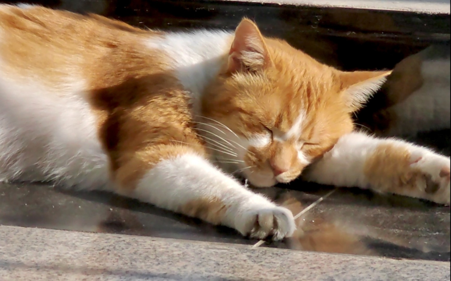 小猫咪才能这样没有烦恼的睡大觉