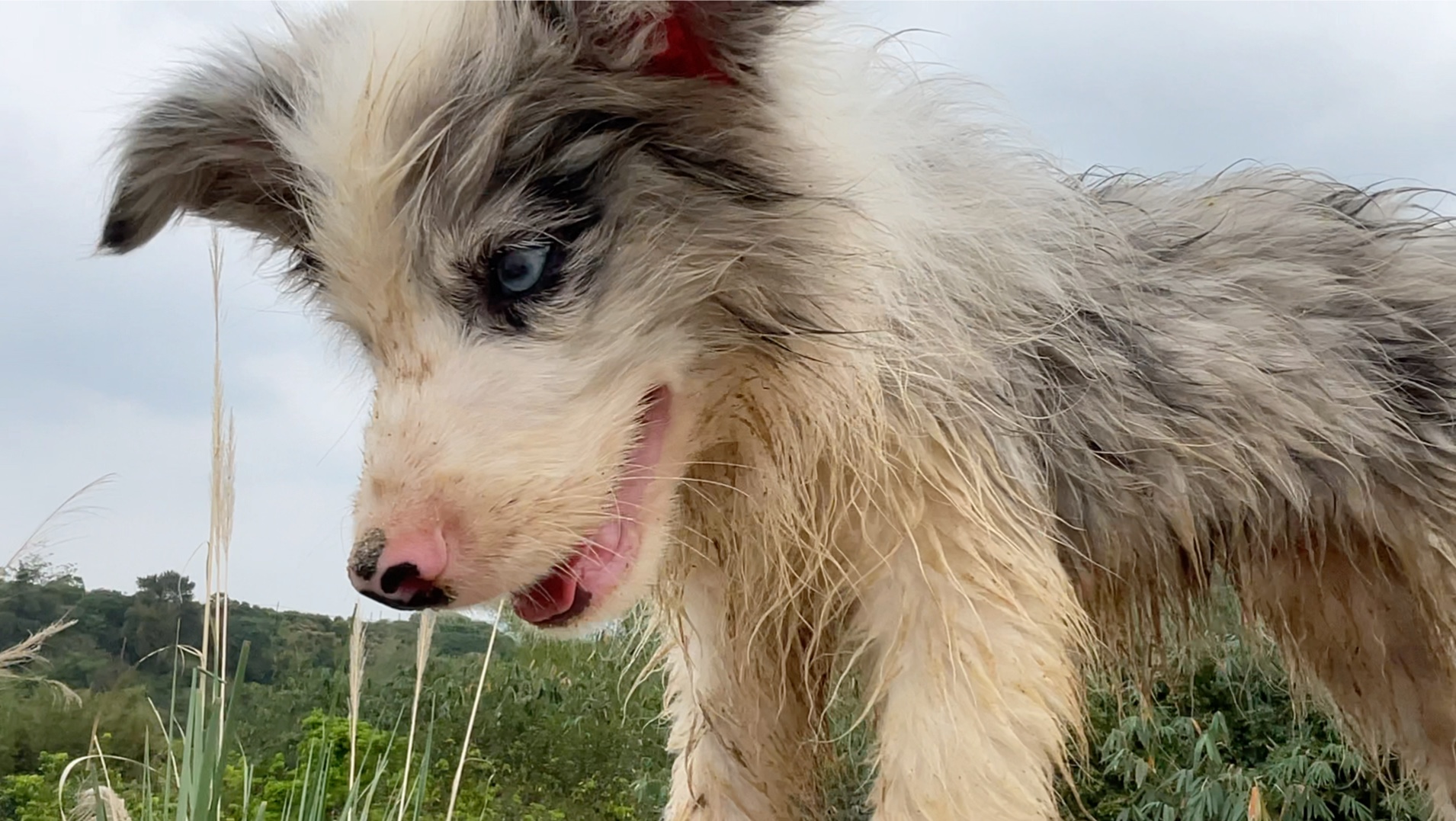 这陨石边牧多少有点潦草,王子鸭爸爸说这是洗澡前的放纵和骄傲