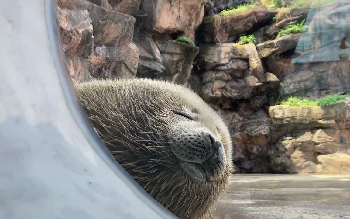 一下就睡着了的豹豹-_rj_-小动物-哔哩哔哩视频