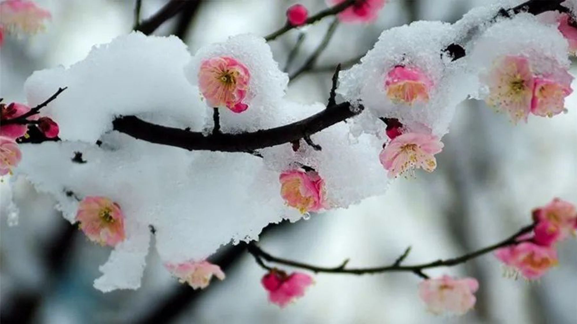 今日大雪,一曲《梅花雪》祝您幸福如意,喜乐安康!哔哩哔哩bilibili