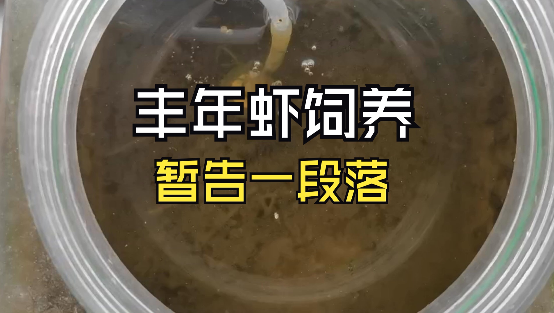 丰年虾饲养·先暂告一段落