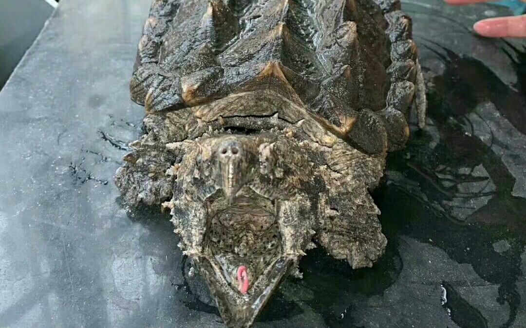 大鳄龟大鳄苗超凶的