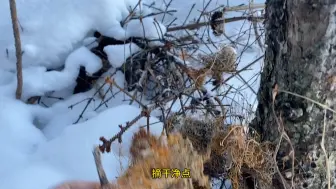 Descargar video: 今天上山遇见红雪茶，又名鹿心雪茶，金丝茶你知道它怎么食用吗