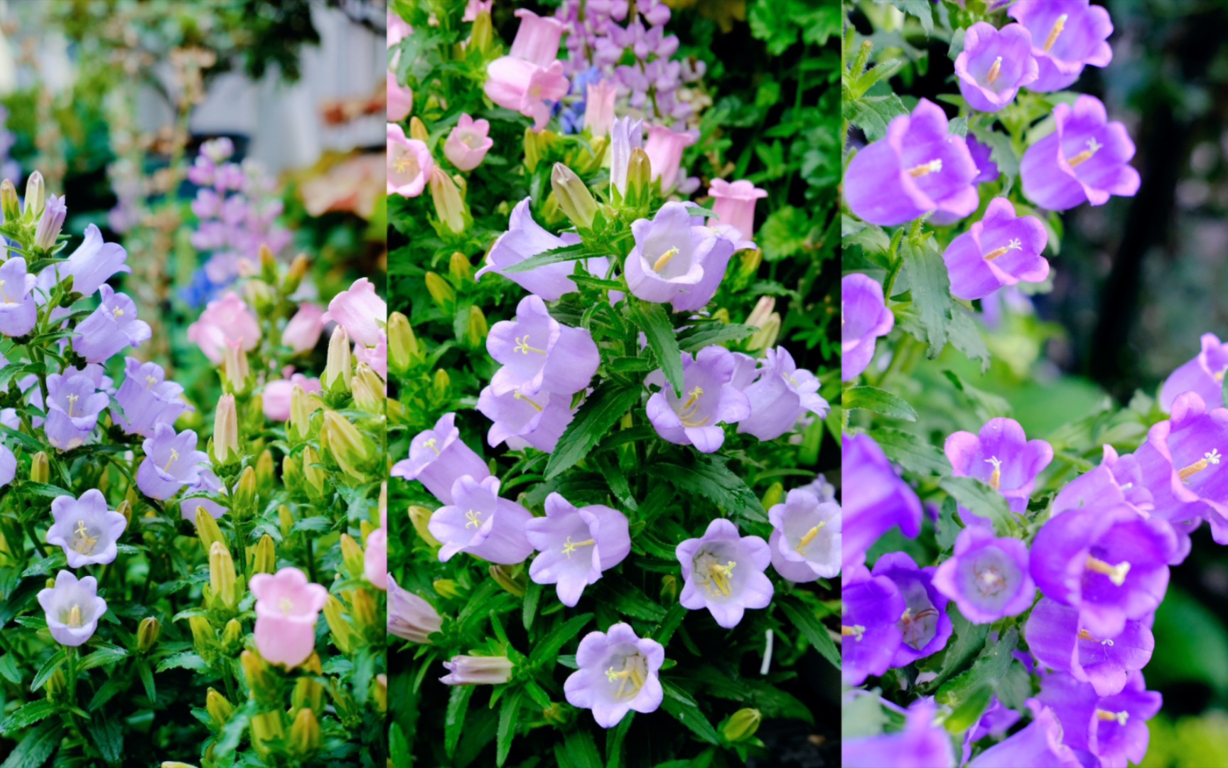 风铃草的种子之旅:从收集到播种