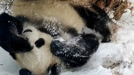 大熊猫飞云    雪地里嗨翻天的飞云