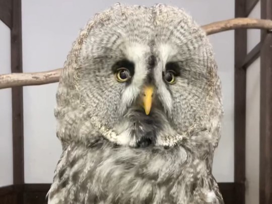 乌林鸮strix sartorii