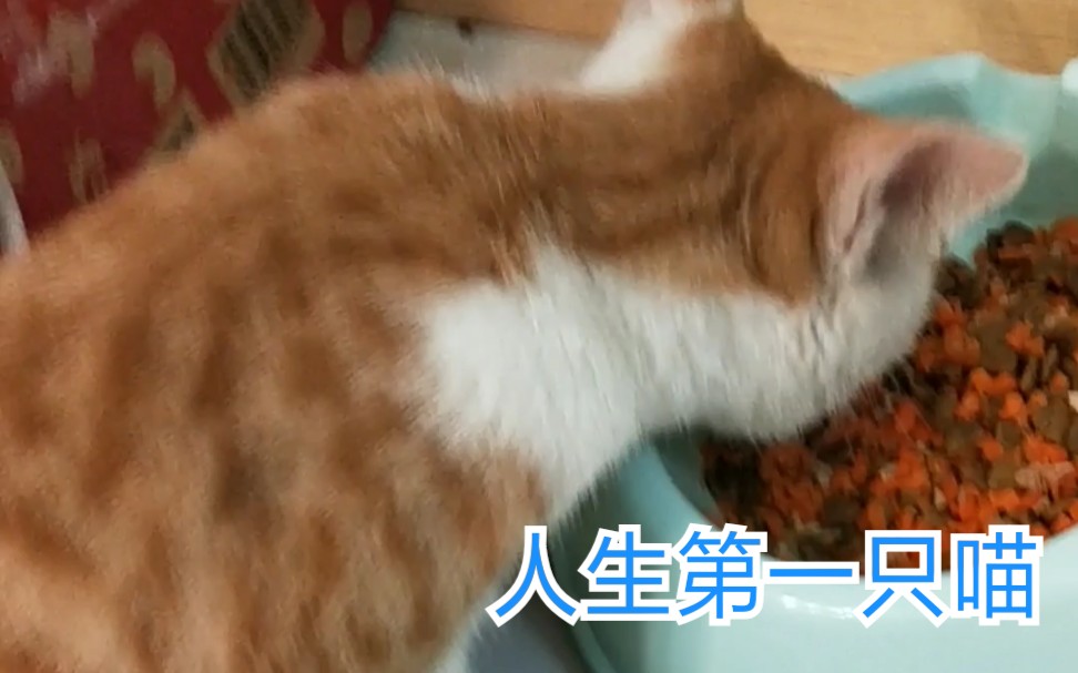 [图]【猫猫】2019.10.19晚上在回家路上捡到一只小猫咪，可可爱爱，于是乎我就…