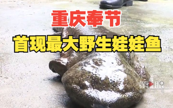 重庆奉节首现最大野生娃娃鱼 检查身体后已放生!哔哩哔哩bilibili