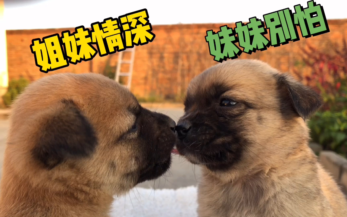 小奶狗小时候很恩爱长大后妹妹总是欺负姐姐姐姐默默地忍让着